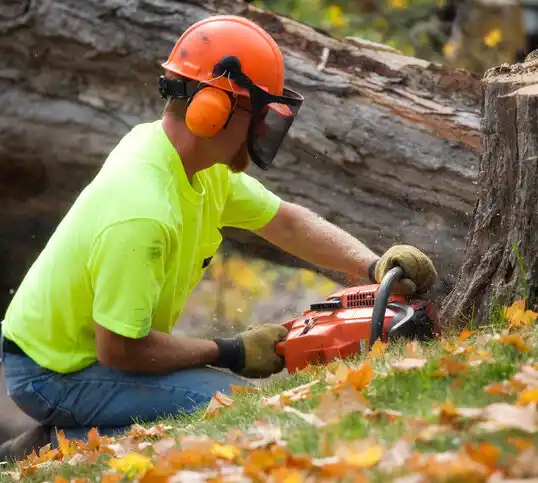 tree services Mack